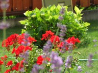 /album/fotogaleria/a2007-0610fuji0022-jpg/