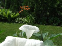 /album/fotogaleria/a2007-0610fuji0042-jpg/